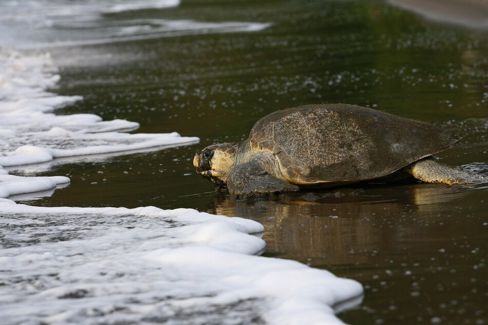 Más de 2 mil 900 tortugas marinas han desovado este mes en playa La Marinera