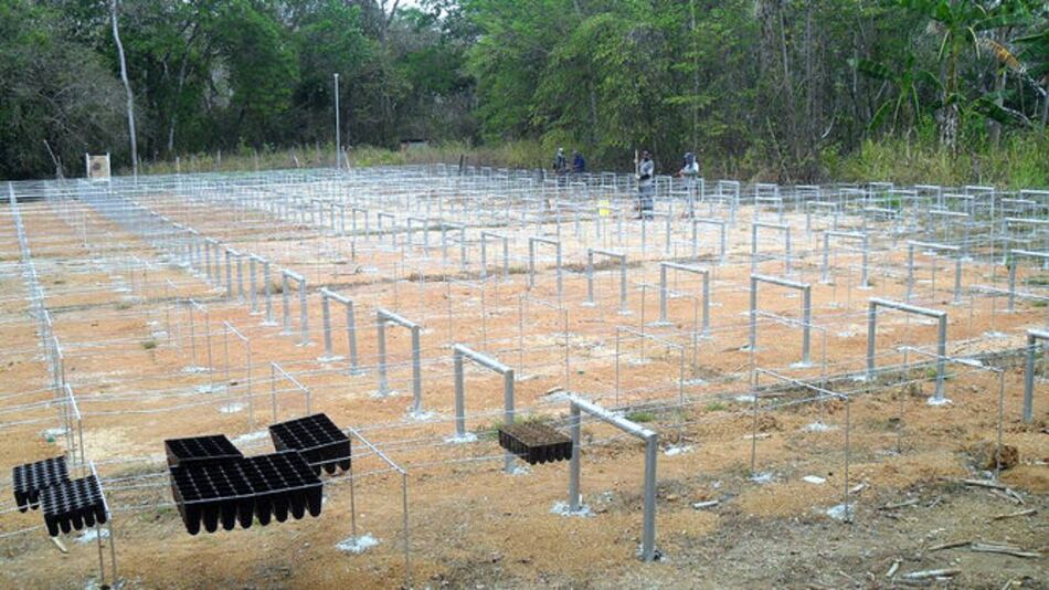 Reforestarán la cuenca del río La Villa con más de un millón de plantones
