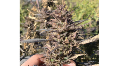 Cáñamo para reactivar el agro