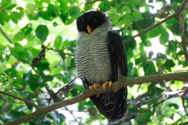 Observadores de aves se despliegan por Panamá en el Global Big Day 2024