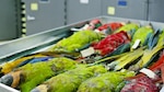 El valor de una colección zoológica
