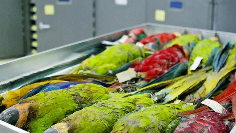 El valor de una colección zoológica