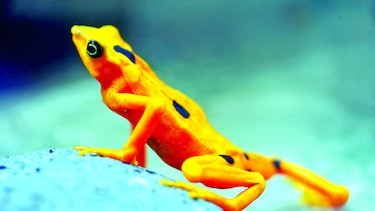 Rana dorada, solo en cautiverio