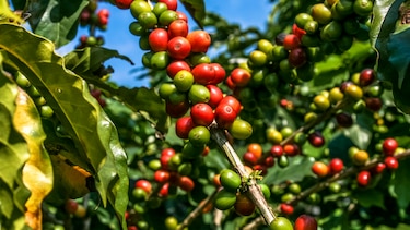 Café Durán celebra 115 años de puro sabor panameño