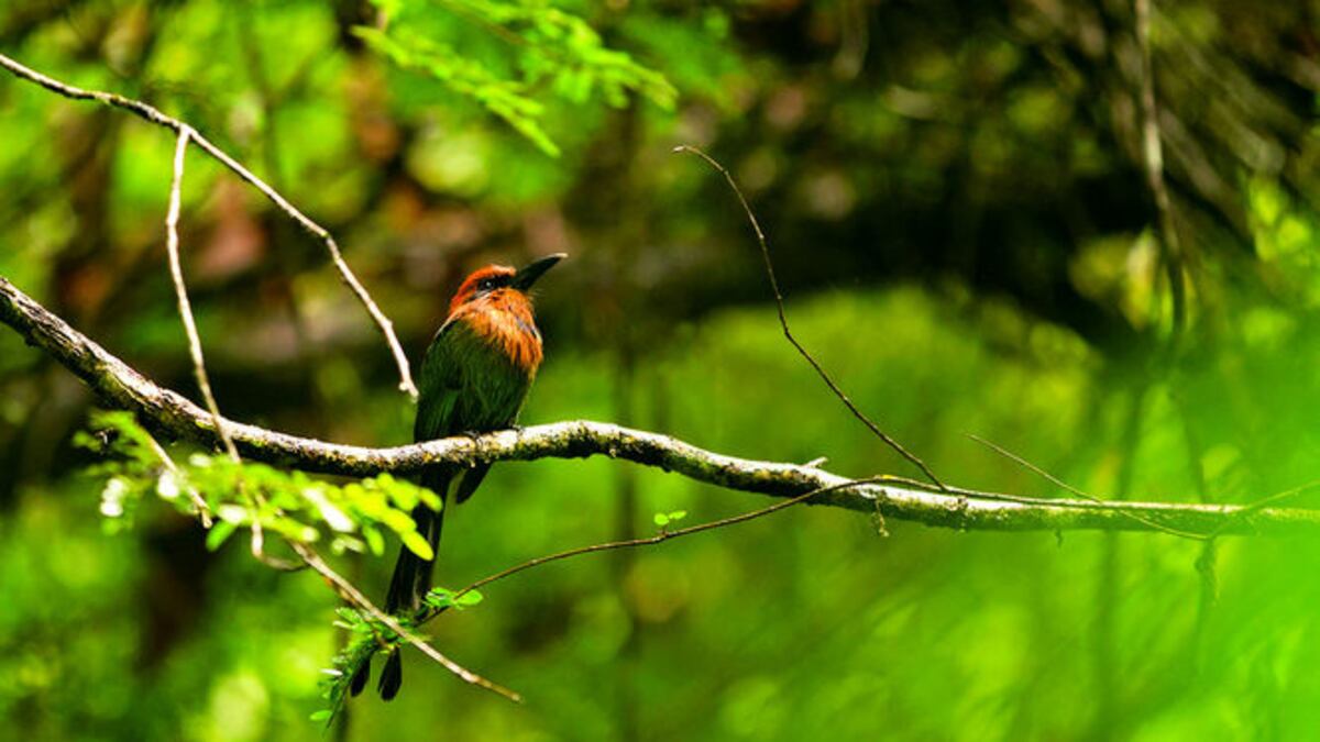 Los datos de www.ebird.org pueden ser utilizados por tomadores de decisiones, consultores, científicos y público en general.