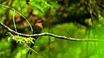 El día de las aves
