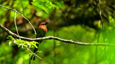 El día de las aves