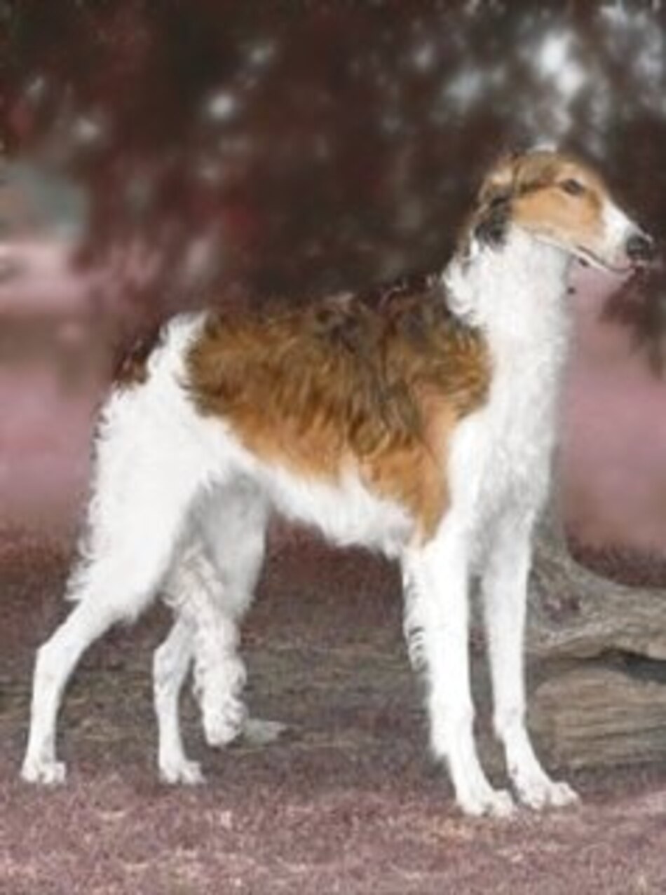 El galgo borzoi