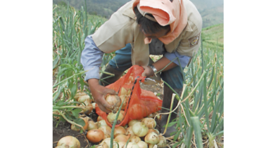 Productores prevén que la siembra de cebolla alcanzará las mil hectáreas