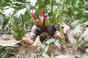 Agricultores de Costa Rica piden apoyo económico