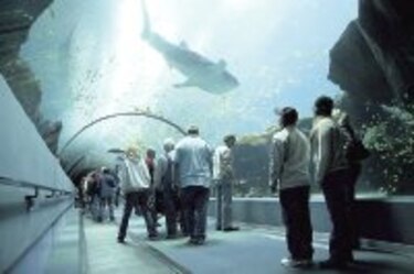 El acuario de Georgia