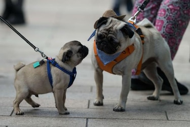 Perros y gatos podrían transmitir a sus dueños bacterias resistentes
