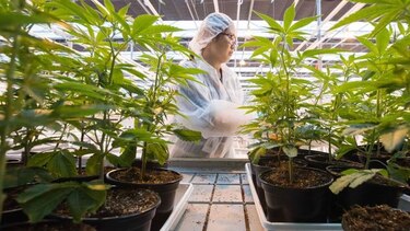 Gran Bretaña aprueba cannabis terapéutico