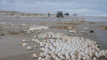Autoridades buscan contenedores perdidos de barco con bandera panameña frente a Holanda