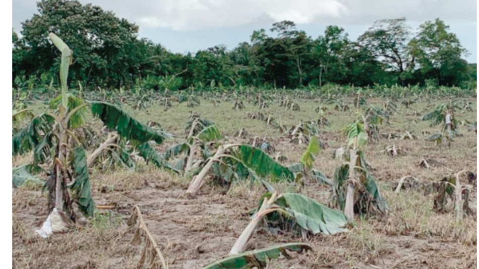 Plátanos, cultivo de los más afectados por inundaciones