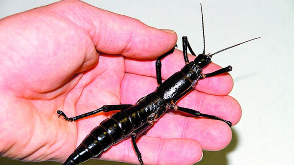 Insecto de isla australiana no está extinto