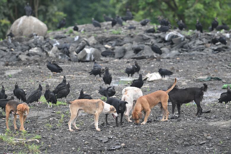 Riesgos ambientales y sociales aumentan en comunidades cercanas a cerro Patacón