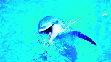 Quieren salvar a vaquitas marinas