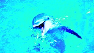 Quieren salvar a vaquitas marinas