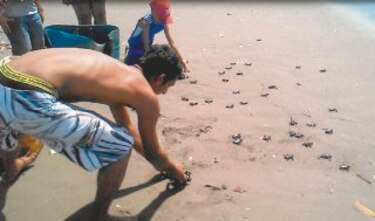 Islas se convierten en santuario para las tortugas