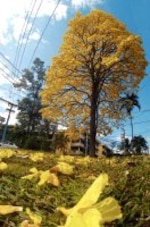 El jardín panameño