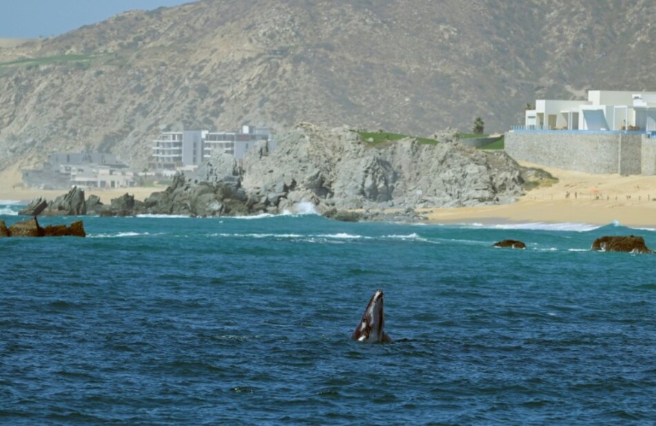 El Congreso de México prohíbe los espectáculos con delfines y ballenas