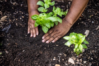 La riqueza de las plantas