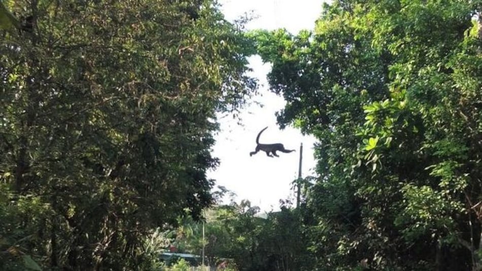 Instalan en Los Santos el primer puente en el país para salvar a monos