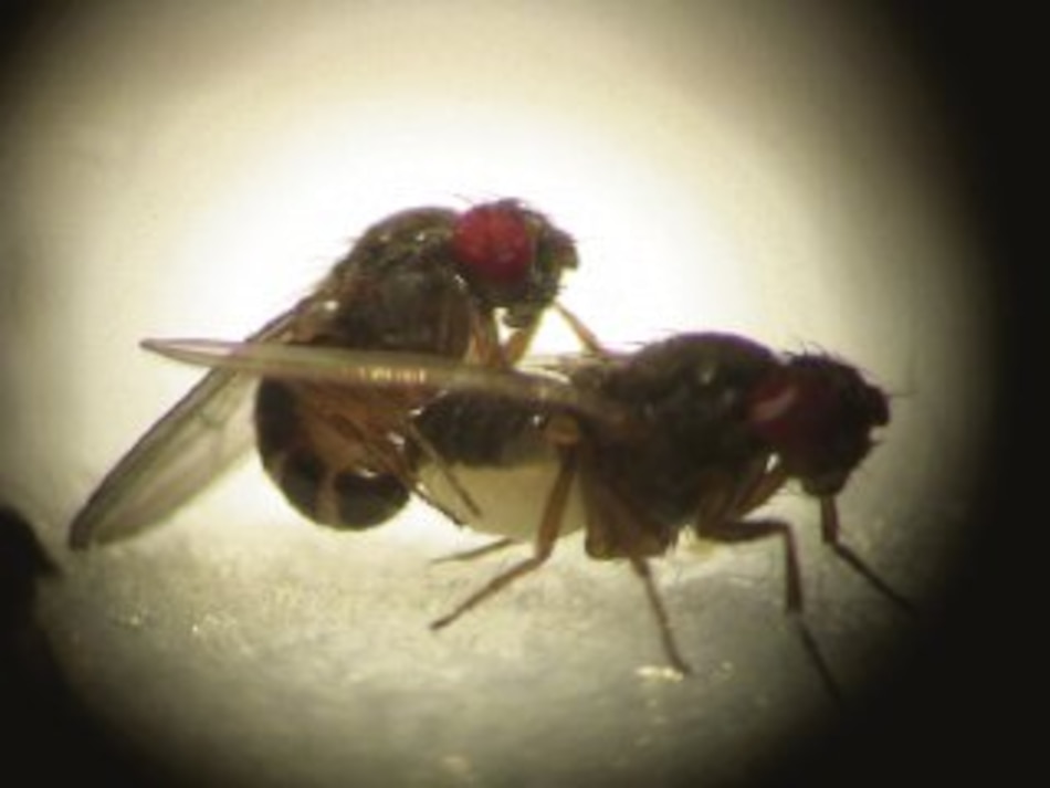 Poliandria en las especies