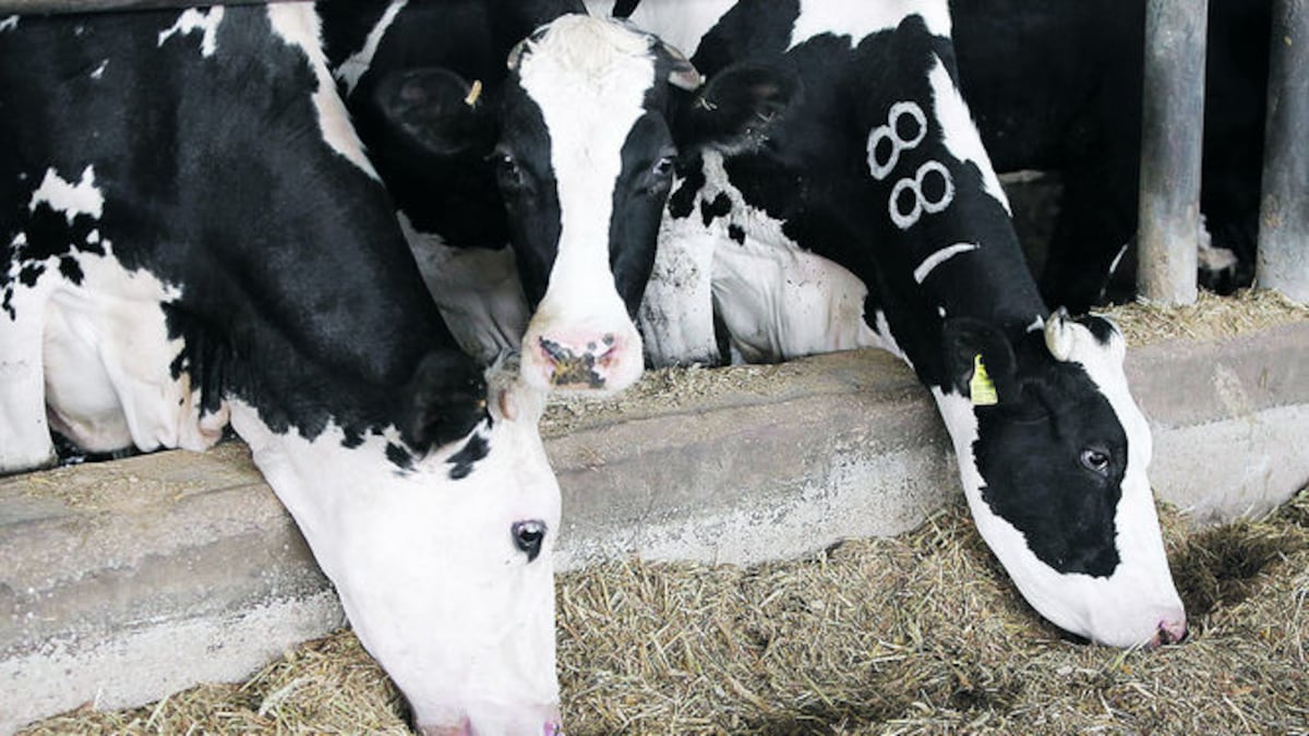 Las vacas se alimentan de heno en la granja Jebrini, donde usan su estiércol para producir energía.