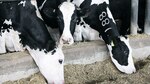 Vacas como fuente de electricidad
