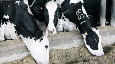Vacas como fuente de electricidad