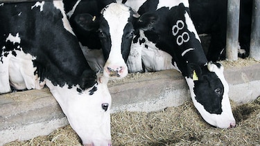 Vacas como fuente de electricidad
