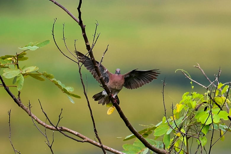 Panamá se consolida como destino para la observación de aves en el Global Big Day