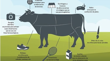La vaca, un animal sin desperdicio