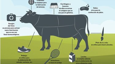La vaca, un animal sin desperdicio