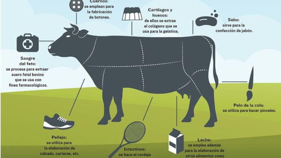 La vaca, un animal sin desperdicio