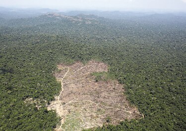 Deforestación en la Amazonía brasileña bate nuevo récord en mayo