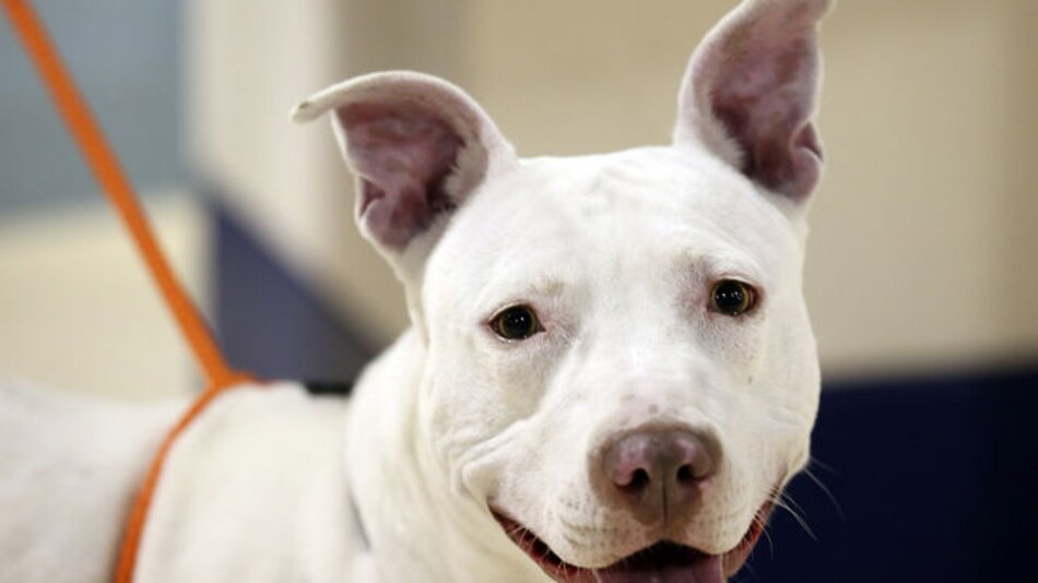 El primer perro fue domesticado en Asia Central hace 15 mil años