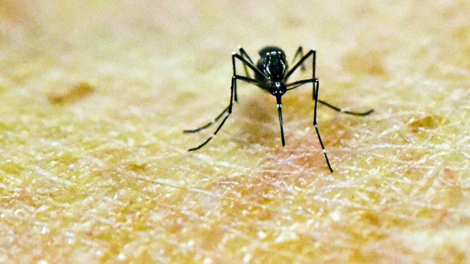 La latente presencia del zika