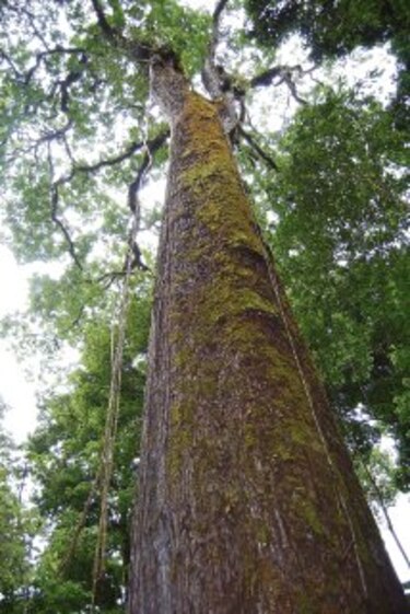 El Patriarca de cerro Azul