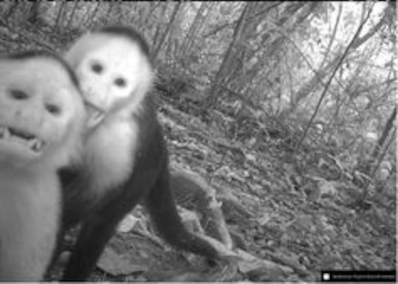 Imágenes de la vida silvestre, a favor de la ciencia