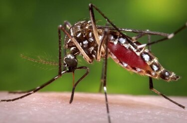 Autoridades registran mil 378 casos de dengue en 2013