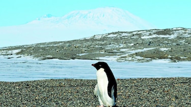 Mueren crías de pingüino