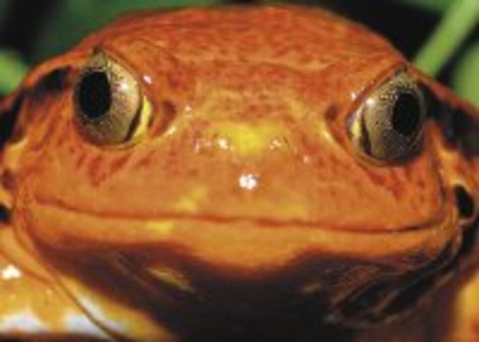 INNOVA Test de embarazo detrás de letal hongo