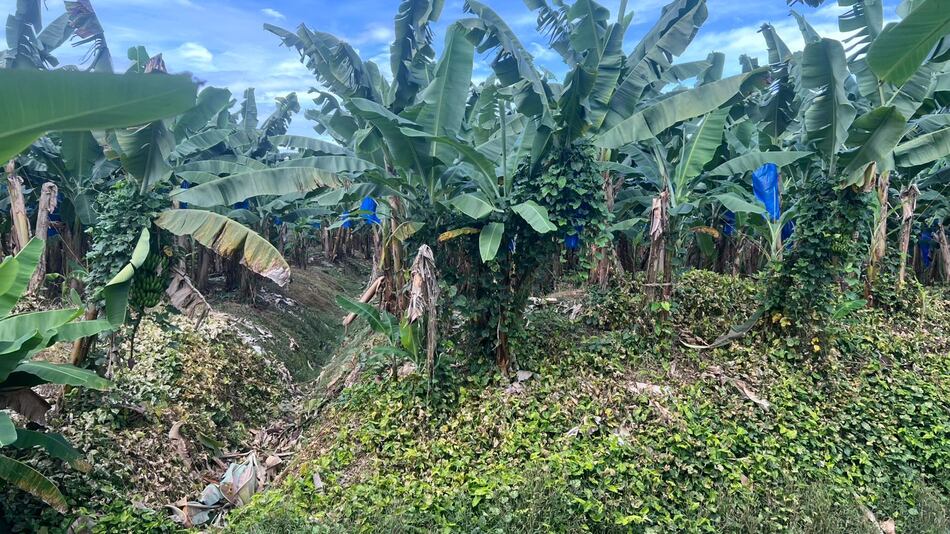 El banano no zarpa: un mes de huelga detiene el envío de 1,600 contenedores