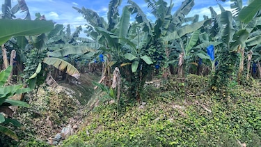 El banano no zarpa: un mes de huelga detiene el envío de 1,600 contenedores