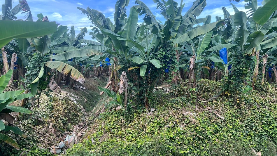 El banano no zarpa: un mes de huelga detiene el envío de 1,600 contenedores