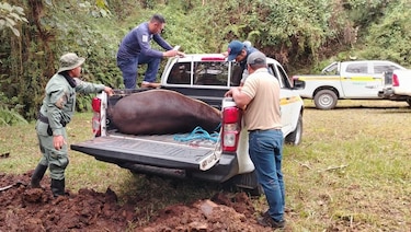 Tapir muerto en el parque Volcán Barú: sospechan caza furtiva