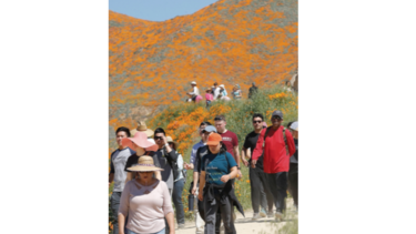 Espectáculo de amapolas